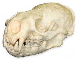 Amazon.com: American River Otter Skull (Teaching Quality Replica