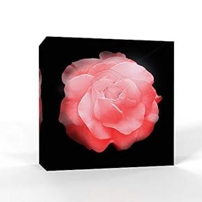 Black Back Ground Flower Painting Wall Bedroom Living House
