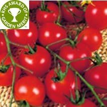 Tomato 'Gardeners Delight' Seeds. Approx 50. (RHS Award Winner!)