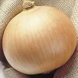 250 SWEET WALLA WALLA ONION Allium Cepa Vegetable Seeds