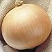 Seedville 250 SWEET WALLA WALLA ONION Allium Cepa Vegetable Seeds by