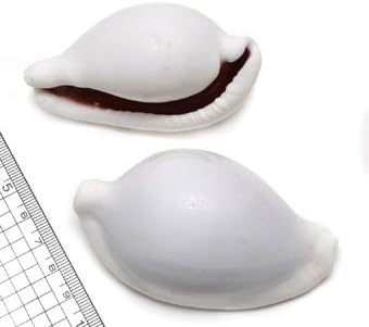 Amazon 貝殻パーツ ウミウサギガイ ウミウサギ 1個 生態 採集 おもちゃ