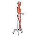 3B Scientific Dual Sex Muscle Figure