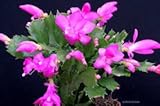 Pink Christmas Cactus Plant - Zygocactus - 6