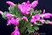 Pink Christmas Cactus Plant - Zygocactus - 6