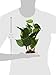 Fluval Anubias Plant for Aquarium, 12-Inch