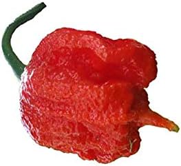 FIVE STARS BRAND - Hot Sale Carolina Reaper Pepper Seed, The World’s Hottest Pepper 100 Seeds