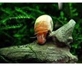 Shrimp Haven Live Freshwater Ramshorn Snails from One Stop Aquatics