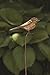 Ancient Graffiti AG-1307 Flamed Bird Garden Stake, 6.5 by 1 by 29