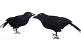 Halloween Crows, 7