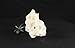 Universal Rocks Decorock-040 Decorative Artificial Texas Holey Rock, White