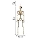 16'' Posable Halloween Skeleton, Aitbay Halloween Decorations Full Body Skeletons Props for Halloween Party Graveyard Haunted House Decoration 2 Pack