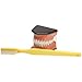 Large Brushing and Flossing Dental Model with Toothbrush