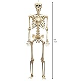 JOYIN 5 ft Halloween Life-Size Skeleton, Full Body