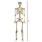 JOYIN 5 ft Halloween Life-Size Skeleton, Full Body