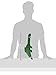 Jax and Bones Brent The Brontosaurus Jumbo Good Karma Rope Toy, 12