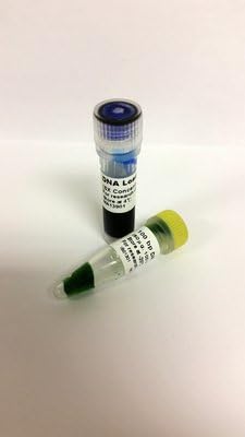 IB01300 - IBI 100 bp DNA Ladder - 100 bp DNA Ladder, IBI Scientific - Each (25l) - Each