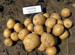Simply Seed - 5 LB - Yukon Gold Potato Seed - Non GMO - Naturally Grown - Order Now for Spring Planting