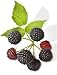 Virgin Extracts (TM) Premium Raw Freeze Dried Organic Black Raspberry Powder Extract Concentrate 16oz Pouch (5 X Stronger) Black Raspberry Powder Raspberries Superfood