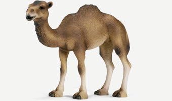 schleich camel