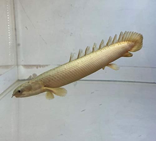 ポリプテルス セネガルス 18ｃｍ 安心サイズ １匹 東京倉庫出荷 Rwenzorisustainable Org
