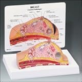 Breast Cross Section Model
