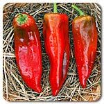 Organic Non-GMO Corno di Toro Sweet Pepper - OPEN-POLLINATED - Garden Vegetable Seed for Planting (price includes shipping)