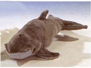 Leosco Humpback Whale