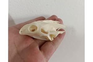 FGRID Animal Specimen Real Animal Skull Specimen Taxidermy Cleaned Skull Collection Fox, cat, Mink, Crocodile, Dog, Raccoon, Snake, Rabbit, Goat ，Muskrat，Nutria，Fox's paw (1pcs,Turtle)