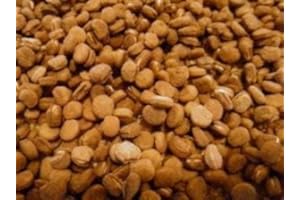 DAIRYLAND MANAGEMENT LLC 400 Stratified American Ginseng Seed!! Ready to Plant, Grow Your own Wild Ginseng!! (400 Seeds)