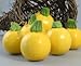 One Ball Squash 15 Seeds - GARDEN FRESH PACK!