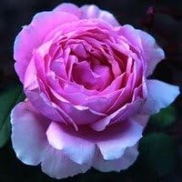 Amazon Co Jp バラ苗 ライラックローズ 大苗ｅｒ6ｌ専用角鉢入 ピンク系 イングリッシュローズ ホーム キッチン