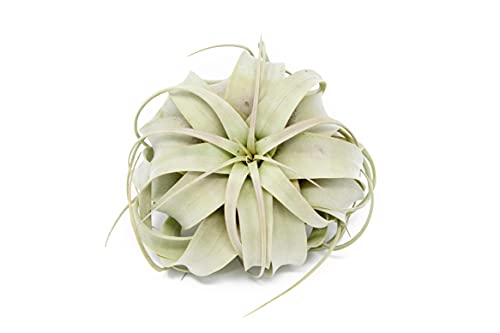 Large Xerographica Air Plants 5 to 7 Inch Wide - Air Plants