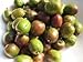 Fresh Green Spanish Plums (Ciruela) 2 Lbs