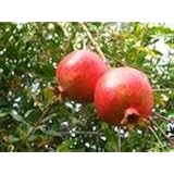 Amazon.com : 500 LOVE LIES BLEEDING AMARANTHUS Caudatus (Kiss Me Over