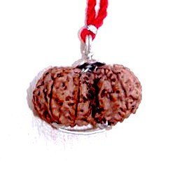 Divya Shakti 100% Original Indonesian Gauri Shankar Rudraksha in Silver Capping (Gaurishankar Rudraksh) 13 M.M Small Size