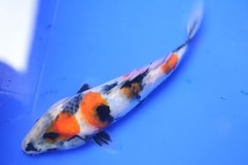 Amazon 高級錦鯉 昭和三色 センチ O 金魚 錦鯉 熱帯魚 生体 Pez 観賞魚 水中生物 通販