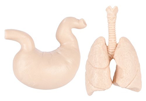 Safari Human Organs | Desertcart Saint Vincent and the Grenadines Safari Human Organs | Desertcart Saint Vincent and the Grenadines