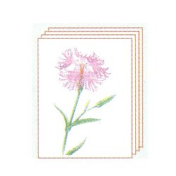Amazon Co Jp 塗り絵 塗り絵物語 野山の花編 タカネナデシコ おもちゃ