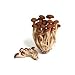 Seeds and Things 10 Grams(pholiota Aegerita), Approximately 1,000 Inert Carrier Seeds Coated with the (Pholiota Aegerita)mushroom Spore Poplar See Picture and Product Description