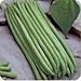 The Dirty Gardener Heirloom Contender Bush Beans - 1 Pound
