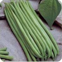 The Dirty Gardener Heirloom Contender Bush Beans - 1 Pound The Dirty Gardener Heirloom Contender Bush Beans - 1 Pound