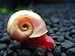5+ Bright Red Ramshorn Snails (1/4 to 1 inch diameter)