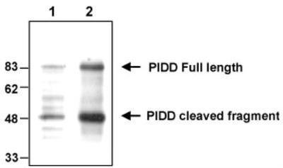 LRDD Antibody (Anto-1), 0.05 mg