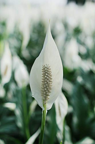 3 Costa+Farms+Spathiphyllum+Planter+Excellent