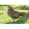 6 Bantam Chicken Hatching Eggs