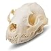 Raccoon Skull- Real Raccoon Skull Taxidermy, Made in The USA, an American Heritage Industries Product