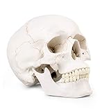 ASINTOD Human Head Skull Medical Anatoical