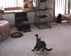 The Da Bird Super Pack (Includes 1 Da Bird Original 36" Single Pole Cat Toy, Feather Refill, Sparkly Attachment, Kitty Puff Attachment & Peacock Feather)