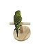 MINORPET Wood Perch Training Stand Bird Cage Accessories for Parrots Parakeets Lovebirds Cockatiels Exercise Play Toys (Circular Base)thumb 3